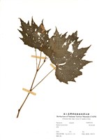 藏品(巒大秋海棠)的圖片